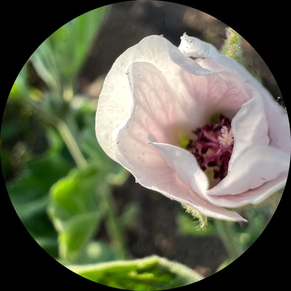 pinkelderberry
